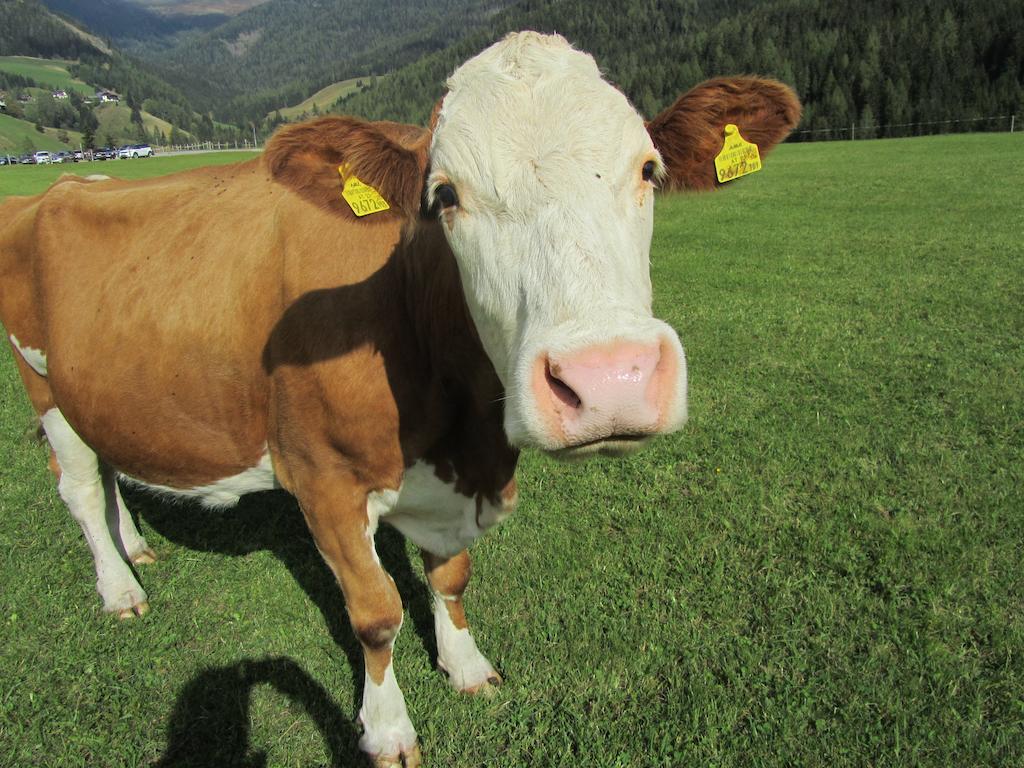Der Hoferbauer Daire Bad Kleinkirchheim Dış mekan fotoğraf